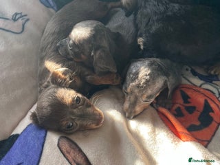 Dachshund dogs - Advert 1
