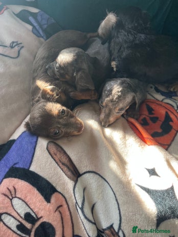 Dachshund dogs - Advert 3