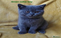 British Shorthair cats for sale: British shorthair blue /tabby kittens  - Image 3