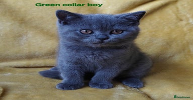 British Shorthair cats - Advert 13