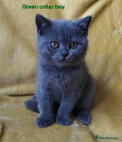 British Shorthair cats - Advert 12