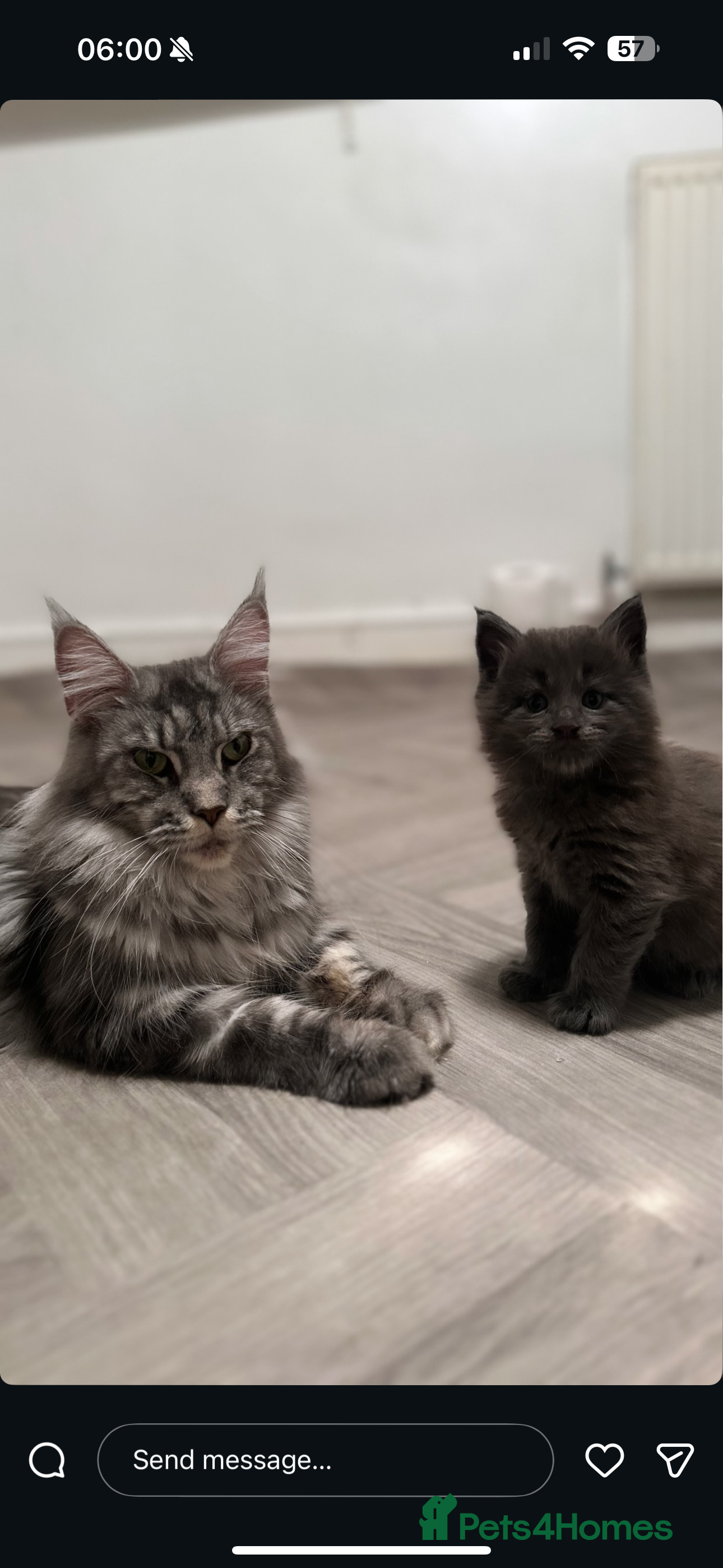 Maine Coon cats Maine Coon TICA registered✨ - Advert 3