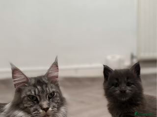Maine Coon cats Maine Coon TICA registered✨ - Advert 15