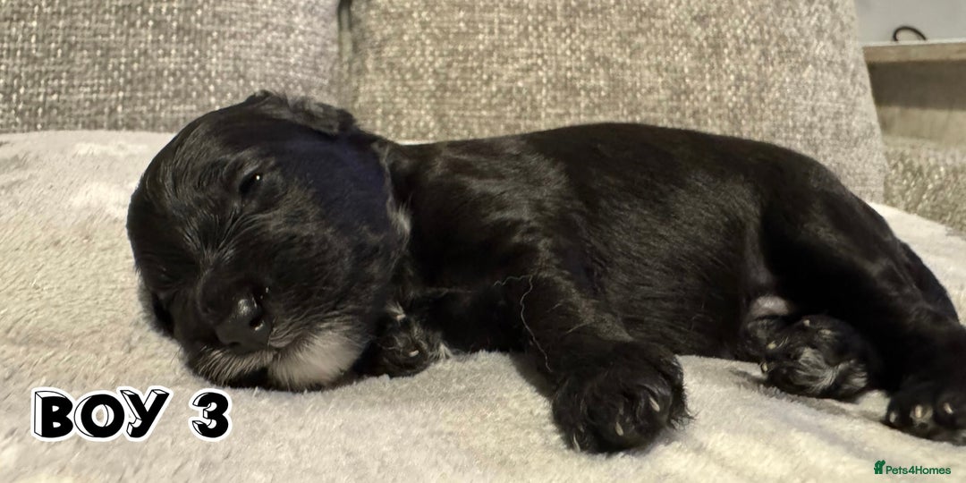 Cavapoo dogs for sale: F2 Toy Cavapoo puppies - Advert 8