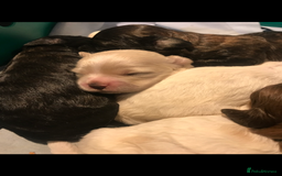 Shihpoo dogs for sale: Imperial Toy shihpoo puppies  - Image 2
