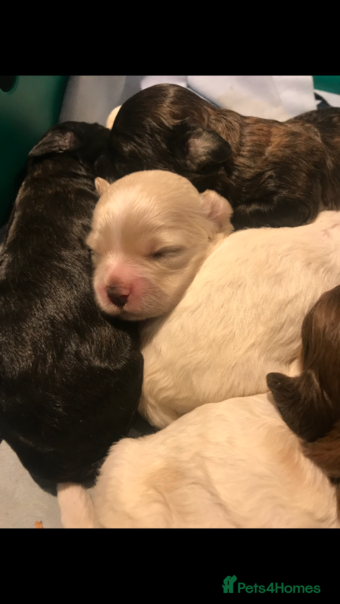 Shihpoo dogs for sale: Imperial Toy shihpoo puppies  - Image 2