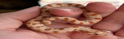 Snake reptiles for sale: Various 2024/2025 Western Hognoses - Advert 6