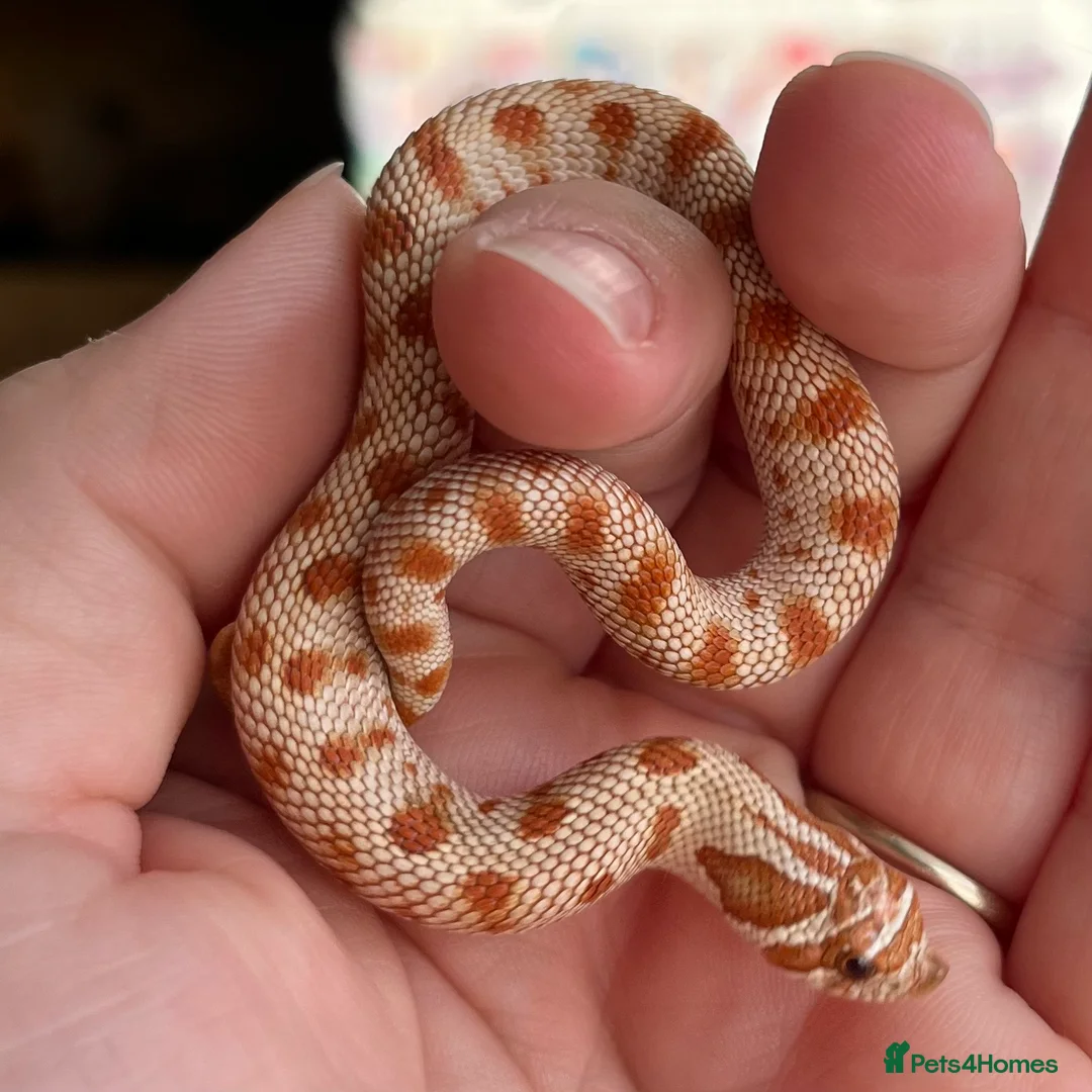 Snake reptiles for sale: Various 2024/2025 Western Hognoses - Advert 6