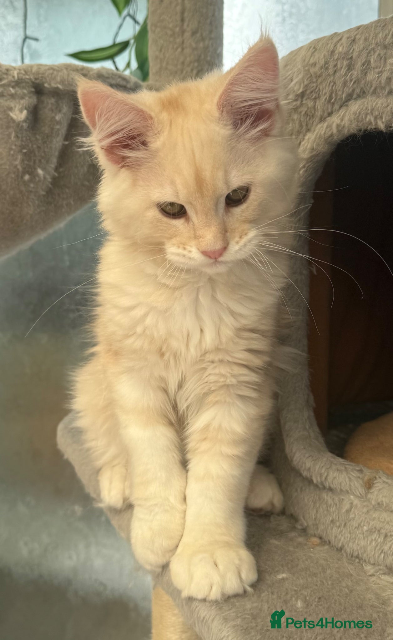 Maine Coon cats Outstanding TICA registered kittens - Advert 11