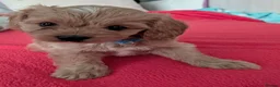 Cavapoo dogs for sale: F1B Cavapoo Puppies Health Tested KC Parents - Advert 29