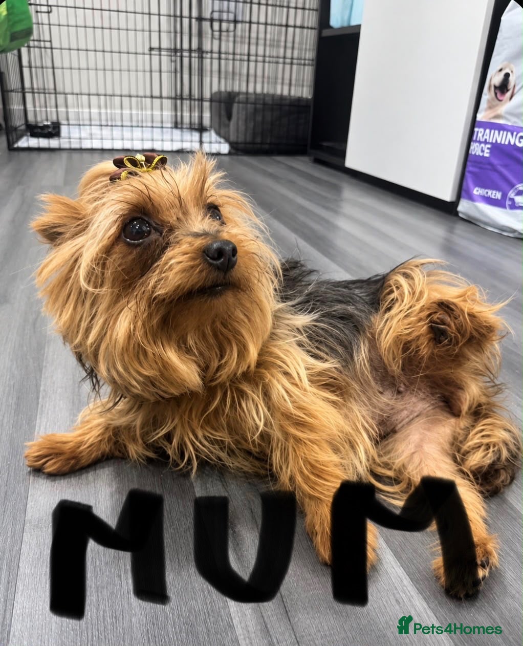Yorkshire Terrier dogs Tiny Yorkshires puppies 😍 - Advert 10
