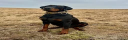 Dobermann dogs for sale: European doberman puppies  in Birkenhead - Advert 17