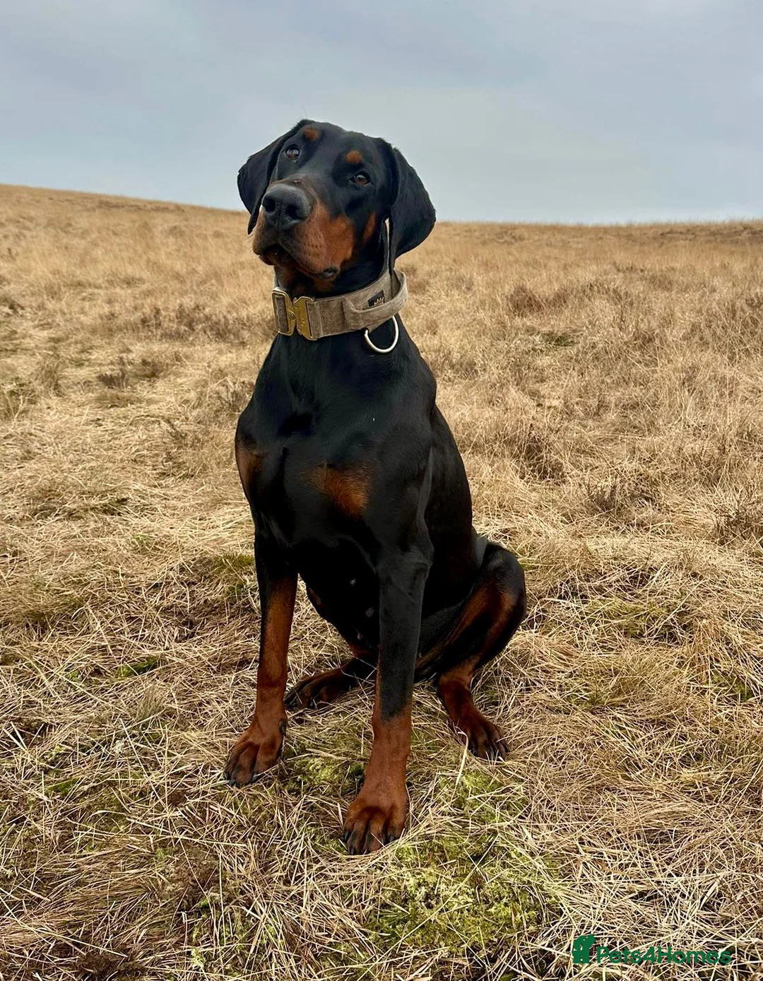 Dobermann dogs for sale: European doberman puppies  in Birkenhead - Advert 17