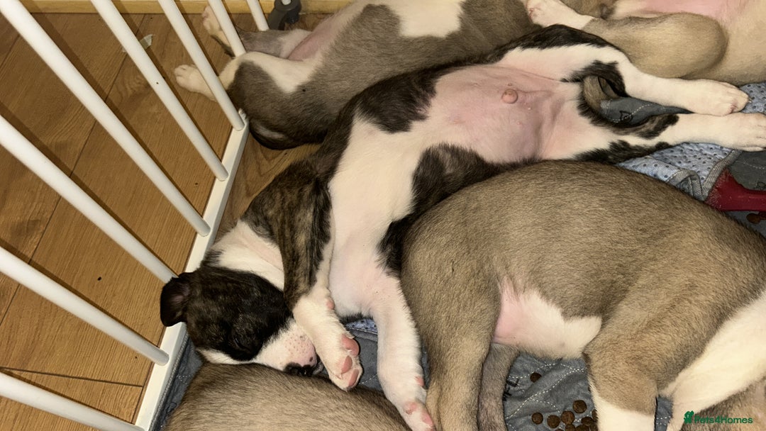 Mixed Breed dogs for sale: American bulldog x bullmastiff puppies - Advert 16