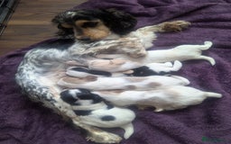 Sprocker dogs for sale: 5 sprocker puppies for sale - Image 1