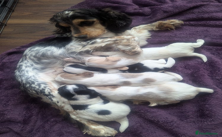 Sprocker dogs - Advert 6