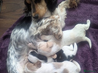 Sprocker dogs - Advert 19