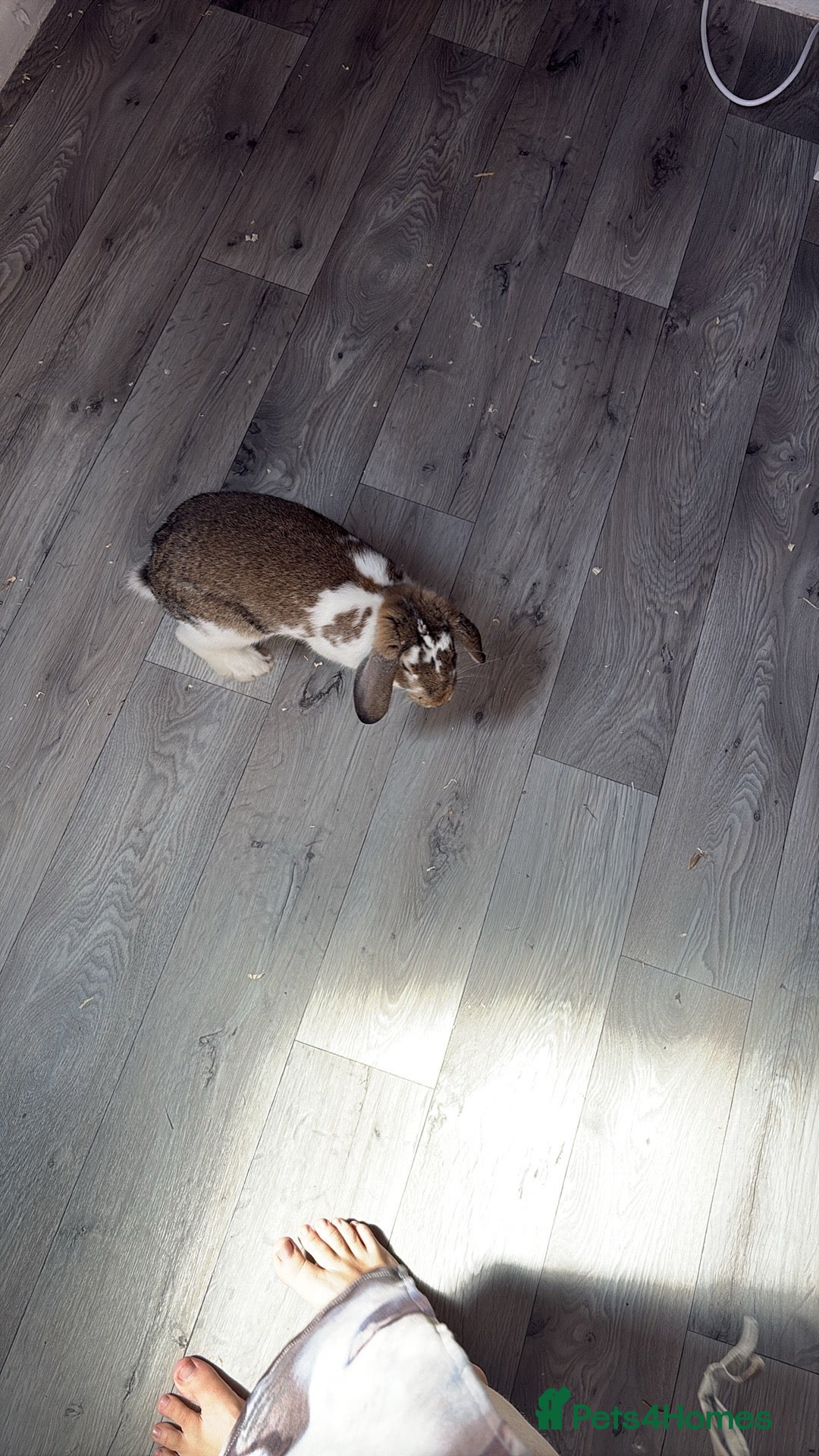 Mixed Breed rabbits Male rabbit - Advert 5