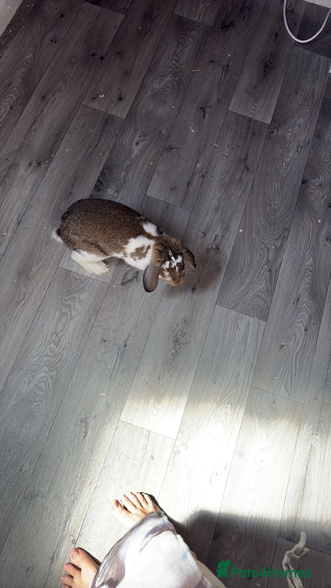 Mixed Breed rabbits for sale: Male rabbit in Sheffield - Advert 1