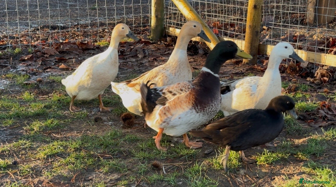 Ducks poultry Welsh Harlequin Hatching Duck Eggs - Pack of 6 - Advert 12