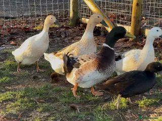 Ducks poultry Welsh Harlequin Hatching Duck Eggs - Pack of 6 - Advert 12