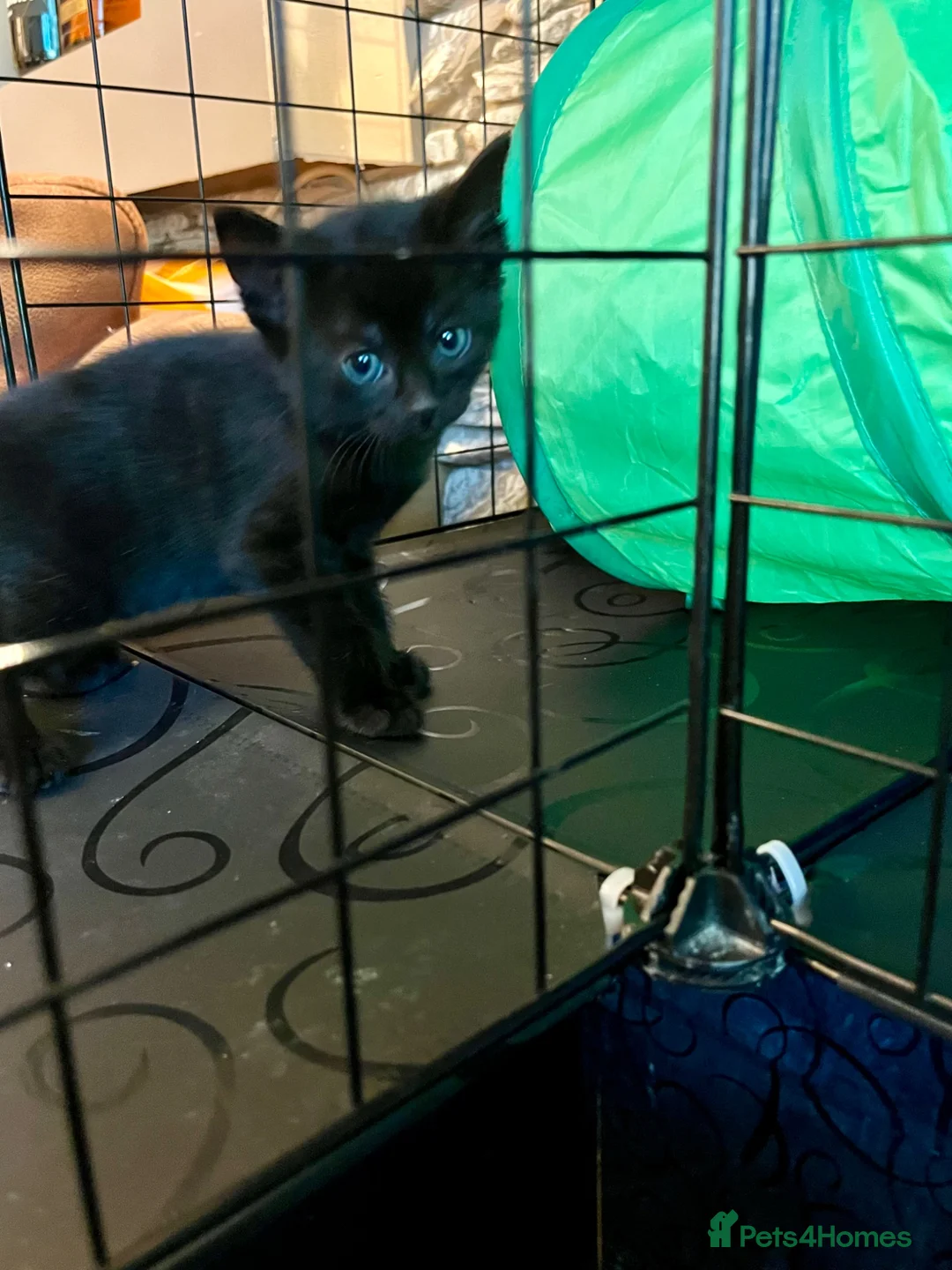 Bombay cats for sale: Bombay Kittens – 3 Boys & 3 Girls Available  - Advert 2