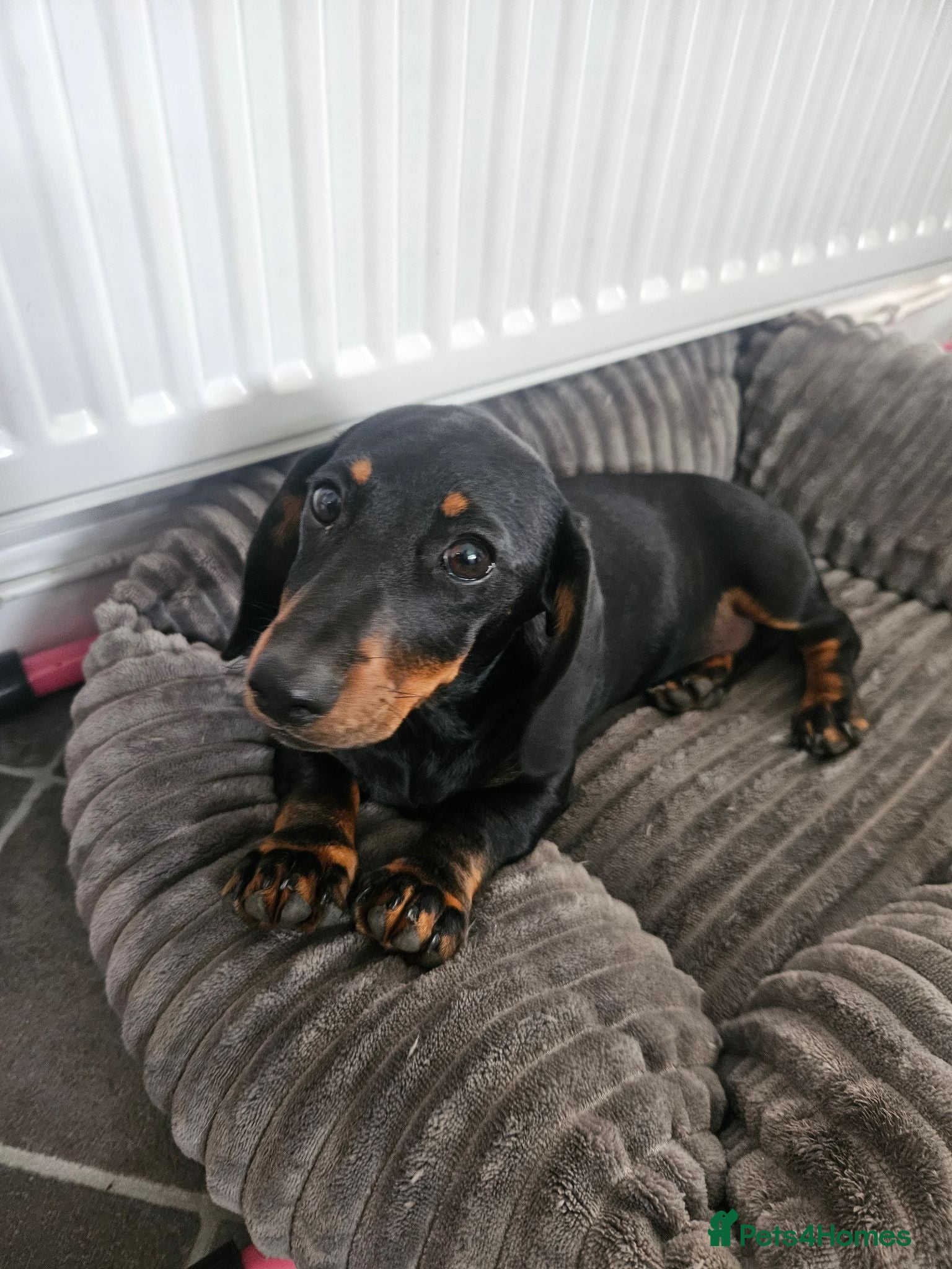 Miniature Dachshund dogs 16wk Old Female Puppy Looking for a Loving Home - Advert 9