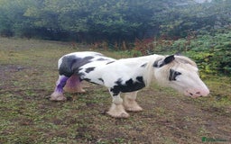 Irish Cob horses for sale: Cob colt  - Image 1