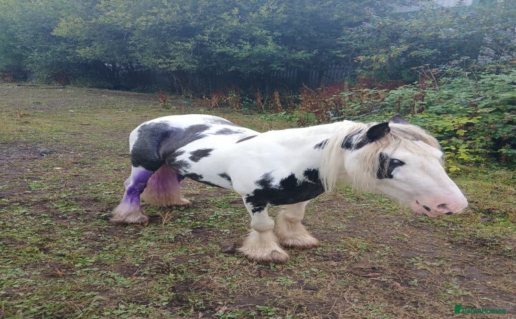 Irish Cob horses - Advert 1