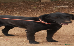 Mixed Breed dogs for adoption: ❤️ Mr Happy Looking For A Home in Hengoed - Image 1
