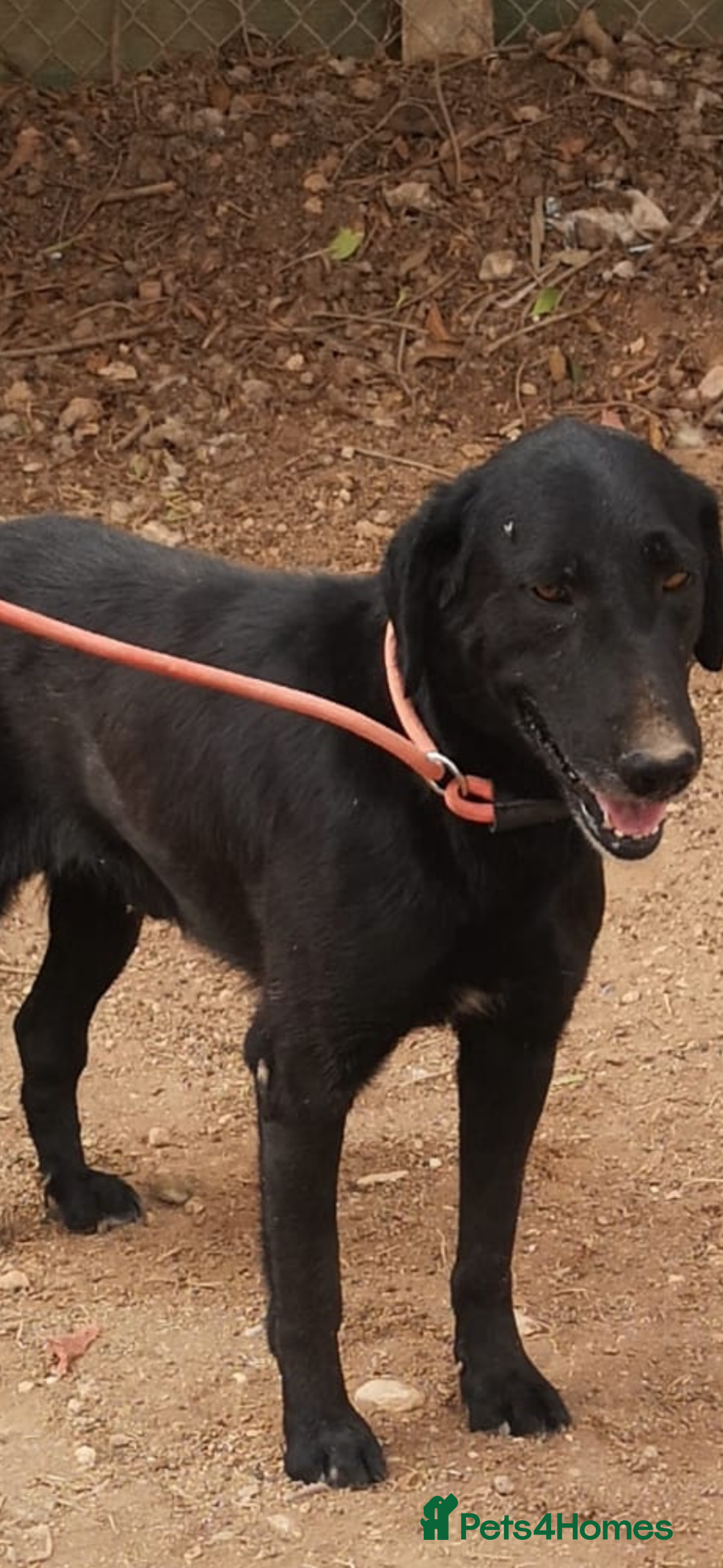 Mixed Breed dogs for adoption: ❤️ Mr Happy Looking For A Home in Hengoed - Image 1