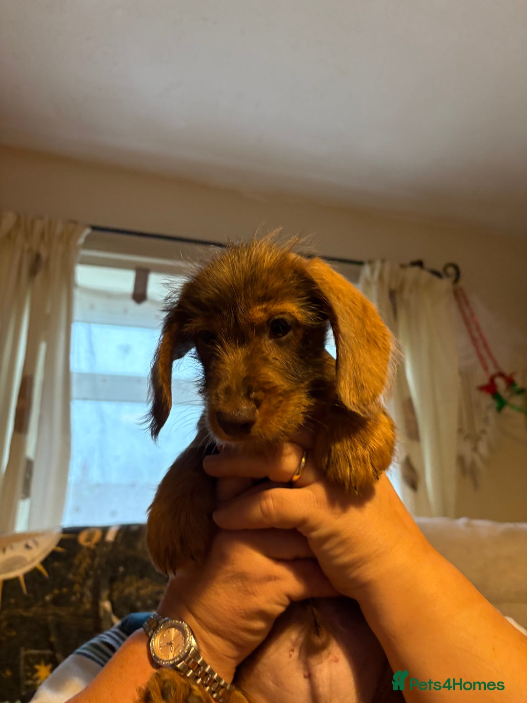 Mixed Breed dogs for sale: Beautiful Dorkie puppies Ready Now!! - Advert 12