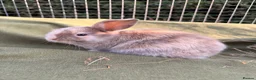 Mini Lop rabbits for sale: *Mini Lop Babies  - Advert 29
