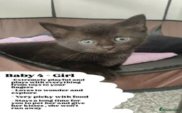 Bombay cats for sale: 4 adorable kittens for sale mixed breed litter ⁠♡ - Image 6