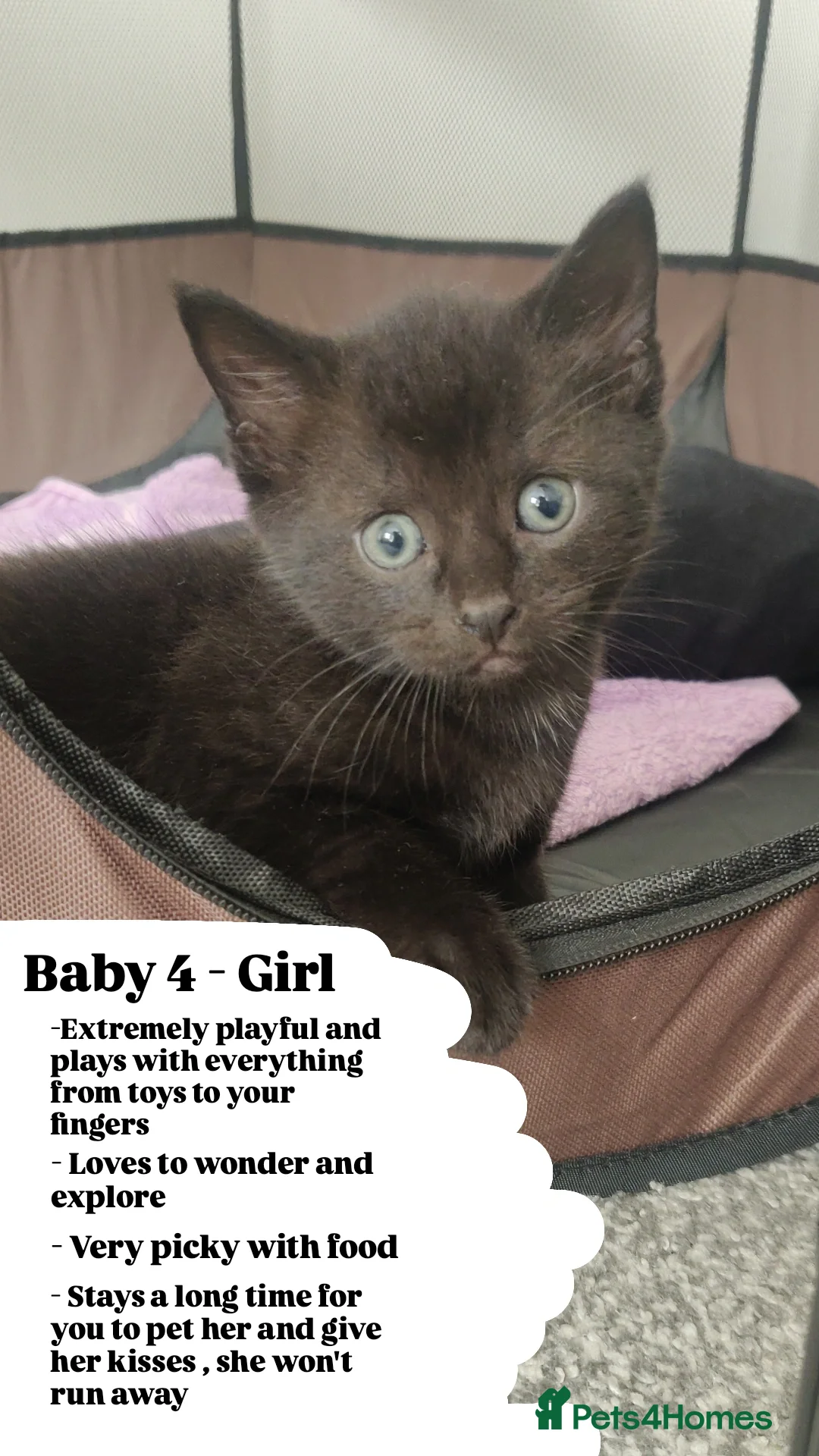 Bombay cats for sale: 4 adorable kittens for sale mixed breed litter ⁠♡ - Image 6