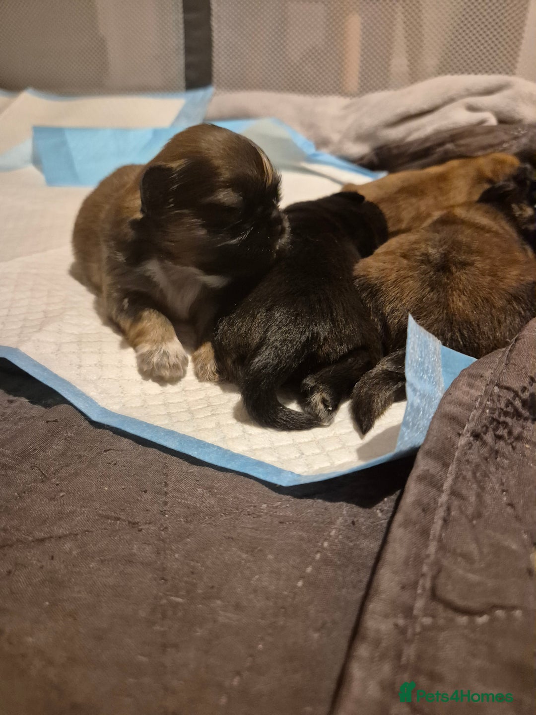 Shih Tzu dogs for sale: ✨ Beautiful Shih Tzu Puppies for Sale ✨ - Image 2