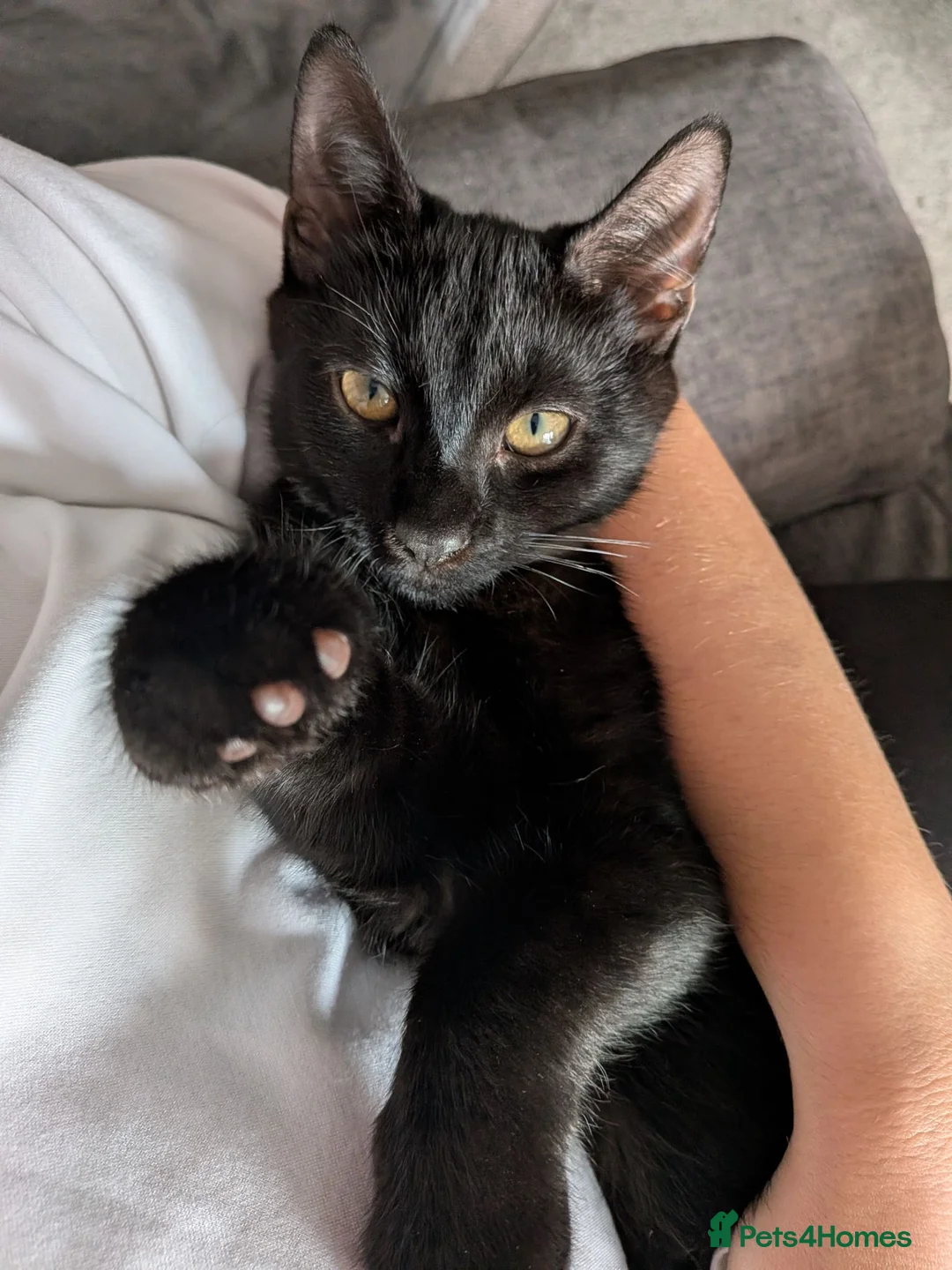 Mixed Breed cats for sale: Brothers to a good home  in Surbiton - Advert 2