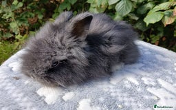 Lionhead rabbits for sale: Stunning DM Lionhead baby rabbits RTR - Image 8