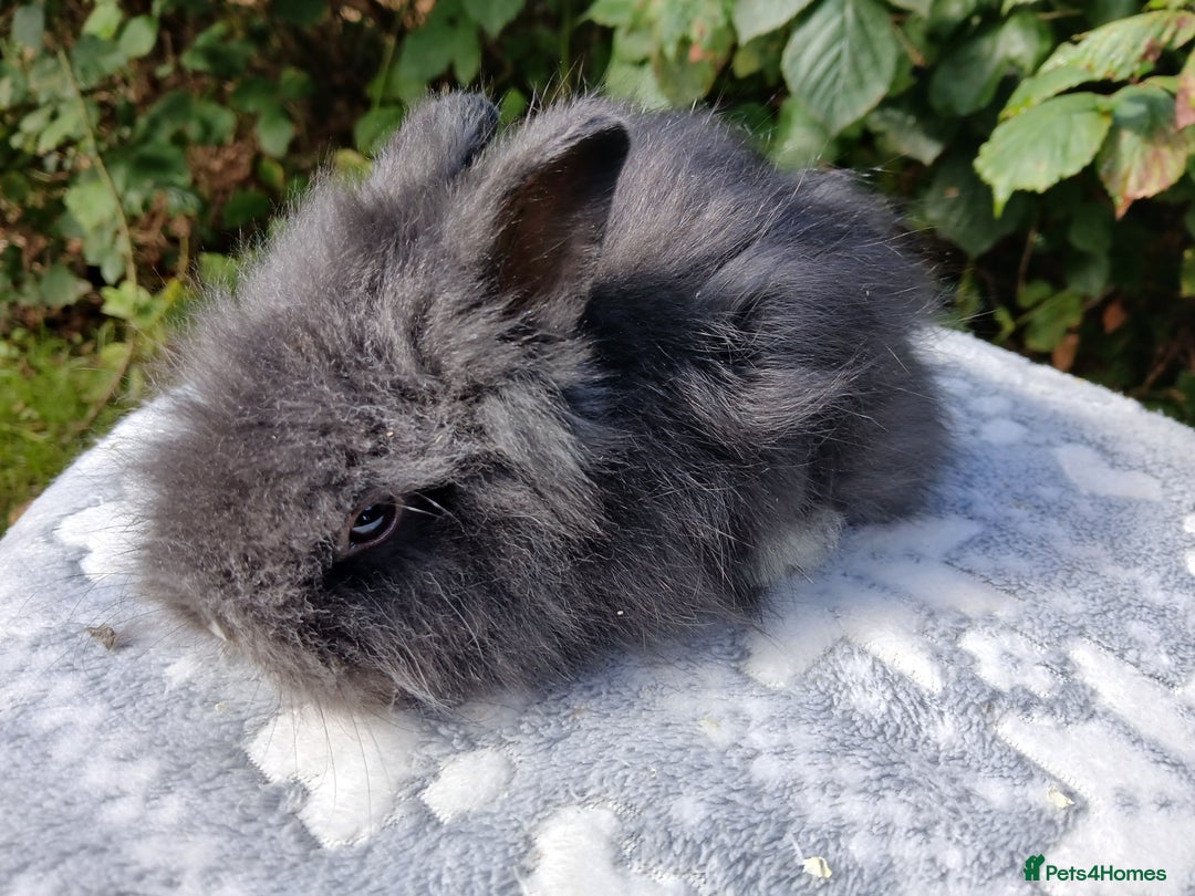 Lionhead rabbits for sale: Stunning DM Lionhead baby rabbits RTR - Image 8