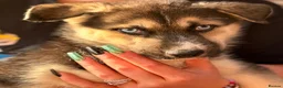 Shepsky dogs for sale: 7 beautiful shepskys - Advert 3