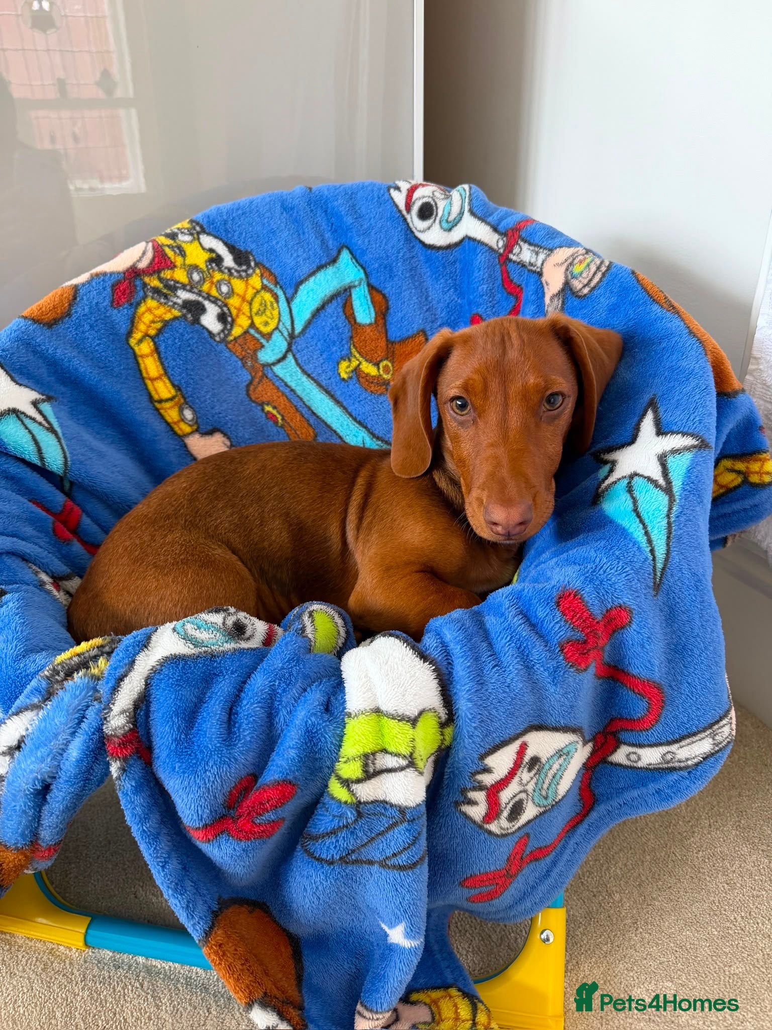 Dachshund dogs Red Chocolate Dacshund 6 month old puppy  - Advert 2