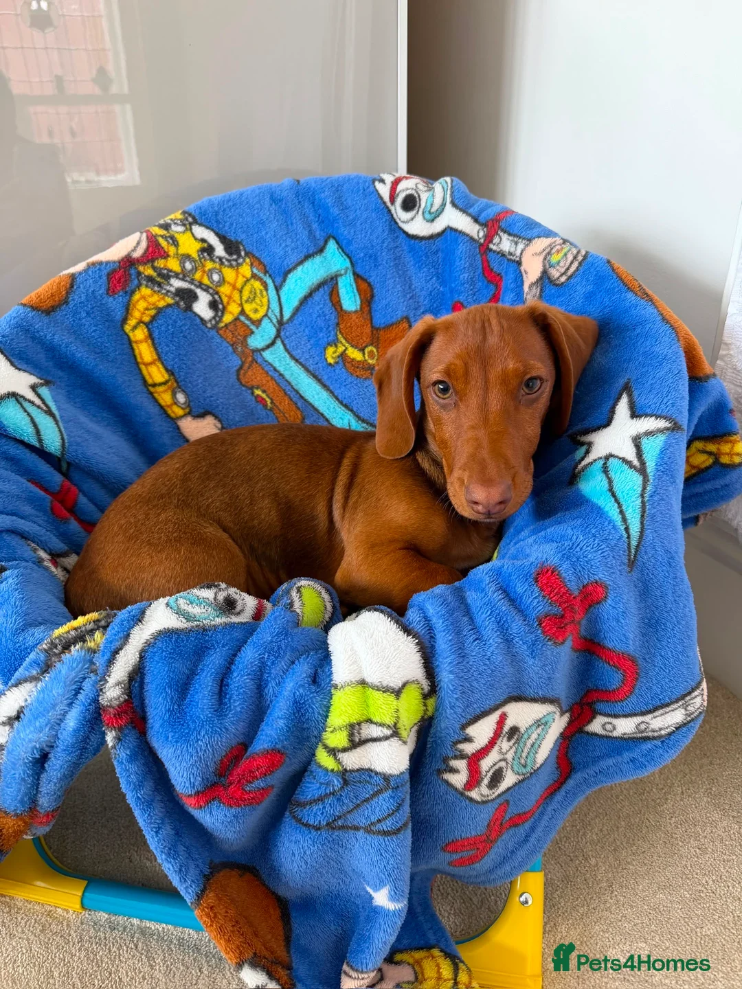 Dachshund dogs for sale: Red Chocolate Dacshund 6 month old puppy  - Advert 1