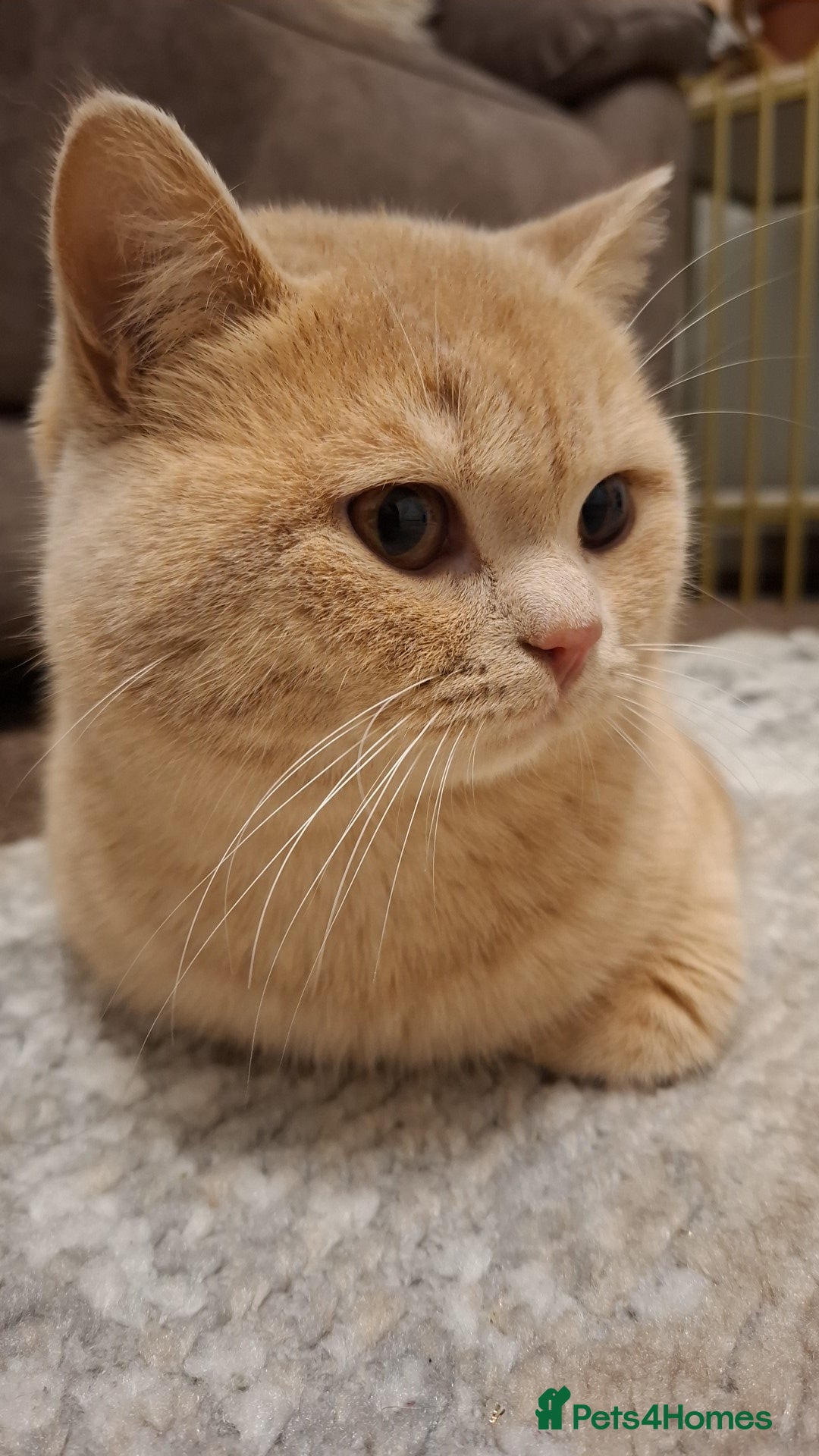 British Shorthair cats for sale: Lovely purebred male British Shothair  - Advert 2