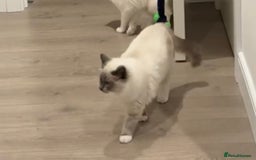 Ragdoll cats for sale: Beautiful Blue point mitted Ragdoll  - Advert 16