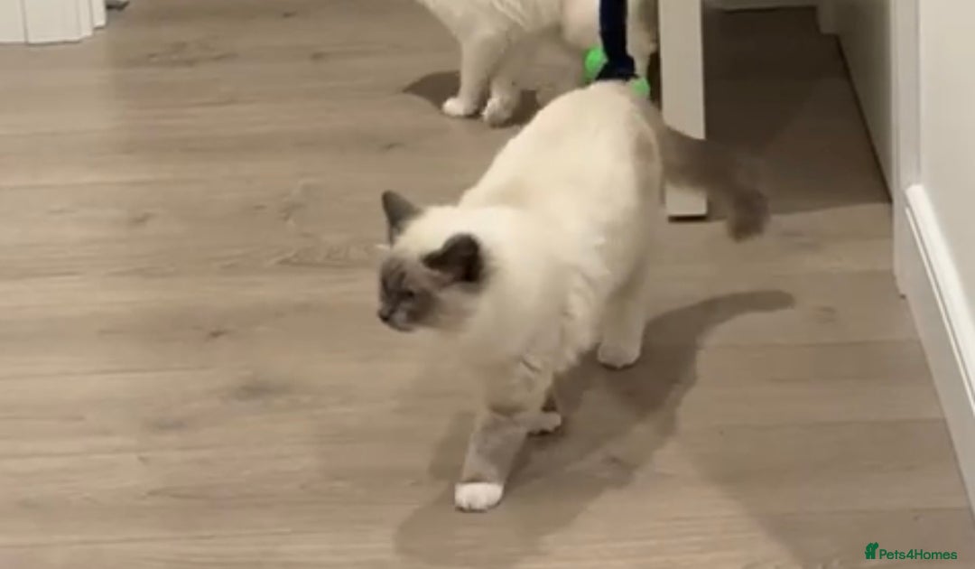 Ragdoll cats for sale: Beautiful Blue point mitted Ragdoll  - Advert 16