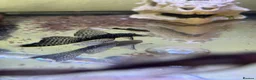 Plecos fish for sale: Still available! Longfin and shortfin bristlenose - Advert 5