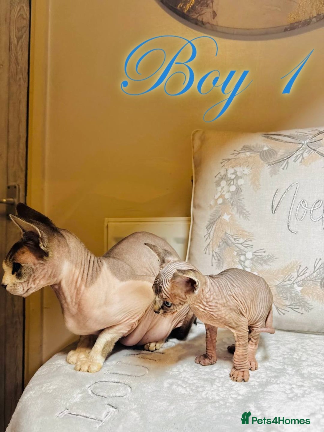 Sphynx cats for sale: Stunning Pedigree Sphynx Kittens - Advert 21