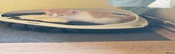Mixed Breed cats for sale: Adorable kitten - Advert 6
