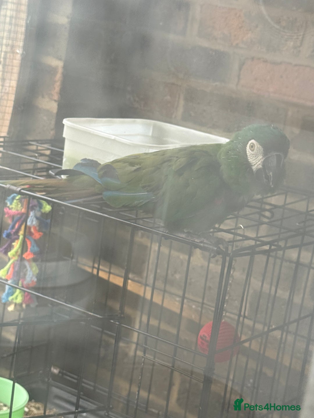 Macaws birds for sale: Chestnut fronted macaw - Image 4