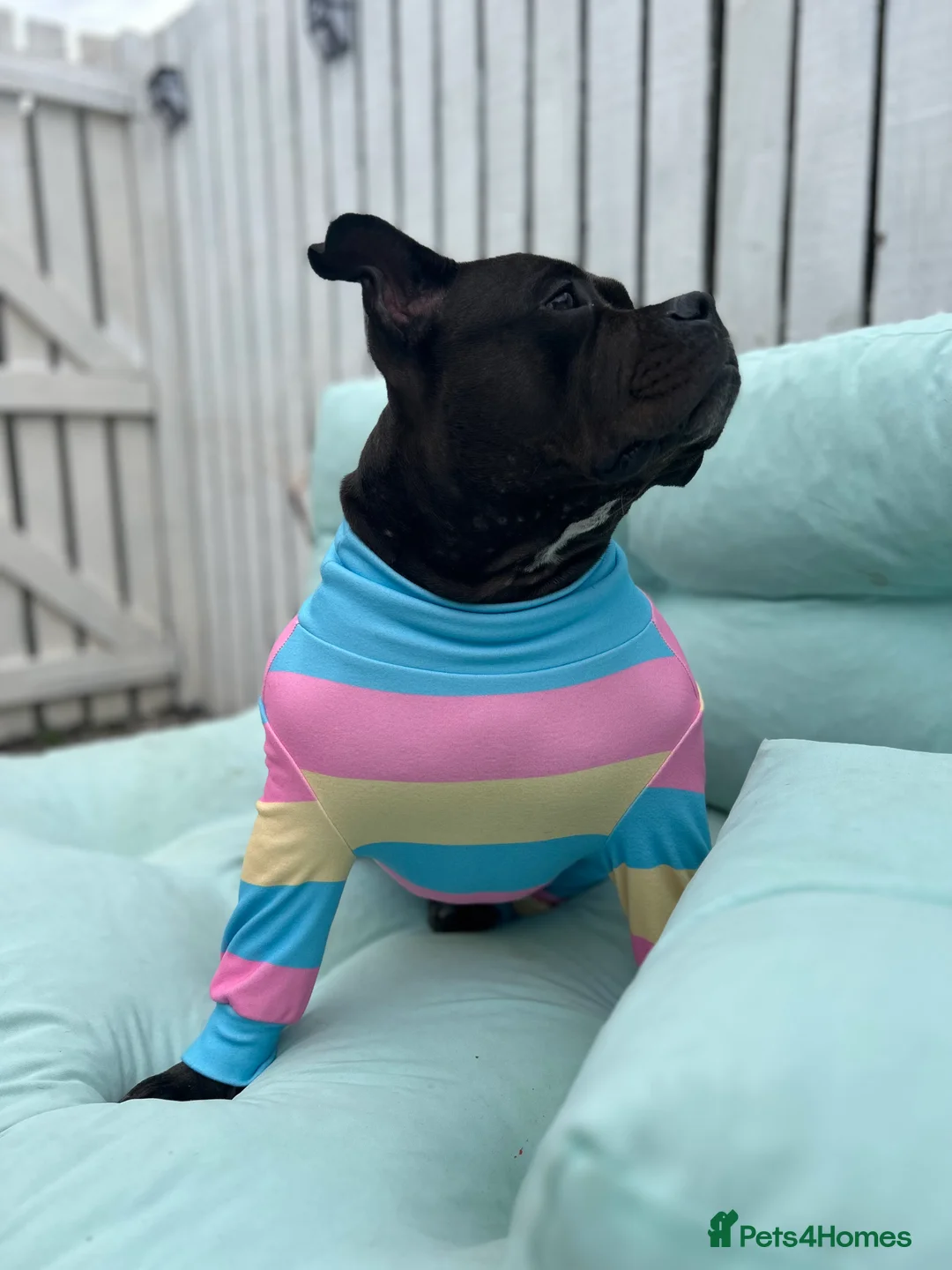 American Bully dogs for sale: Needs a genuine loving home..  in Peterlee - Advert 3